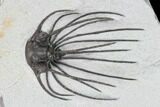 Very Rare, Spiny Heliopeltis Trilobite - Issoumour, Morocco #161103-1